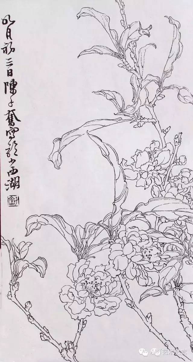 陈子奋白描荷花图片