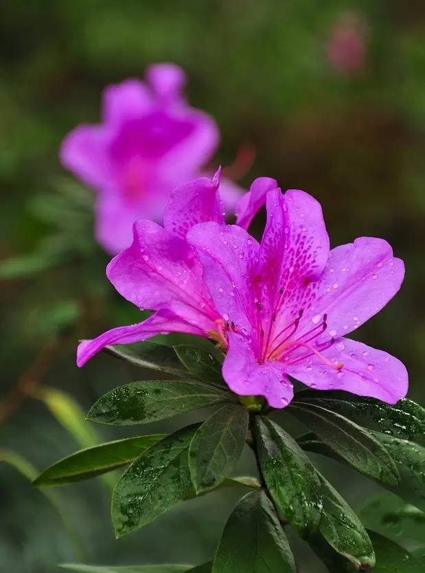 中国十大名花是哪十种花(中国十大名花是指哪十种花?)