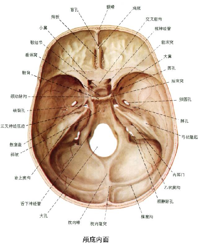 颚骨解剖图图片