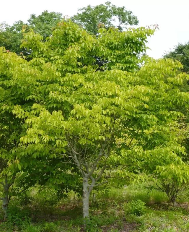 槭树科的色叶树种你认识几种