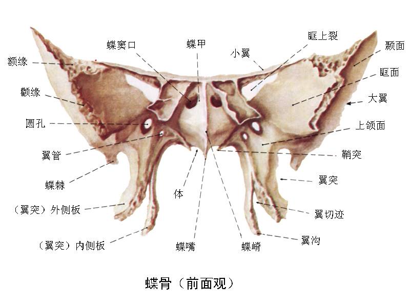 【柳澄讲坛】翼腭窝解剖