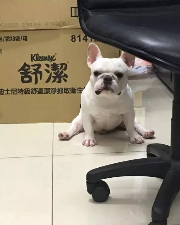 故事超呆萌搞笑法斗犬只要看到它睡觉就被秒萌翻