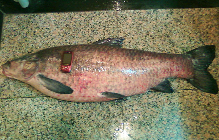 钓获一条56斤的大黑皖头大如盆鱼鳞直径足有3厘米