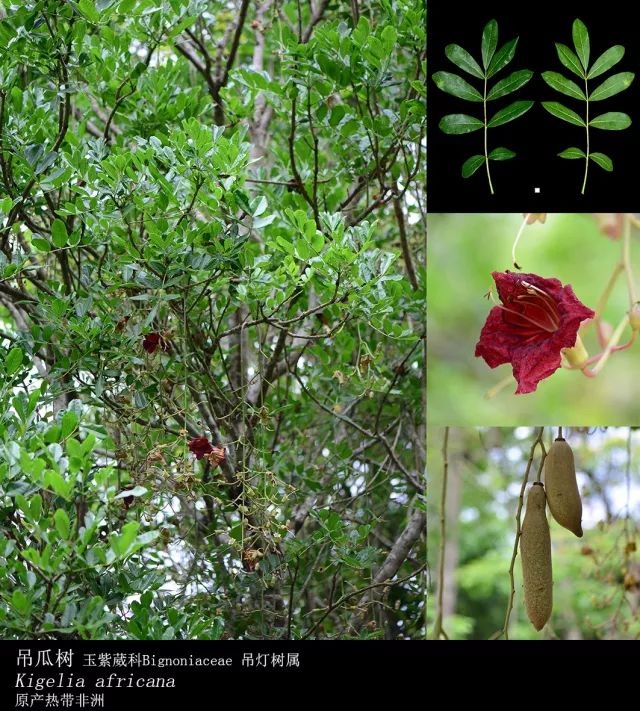 中文名有吊燈樹,炮彈樹,扁吊瓜樹,吊瓜樹,臘腸樹,羽葉垂花樹.