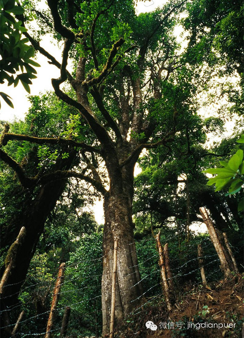 云南镇沅县九甲乡千家赛2700年野生茶树栽培型野生茶是指人为栽种但不