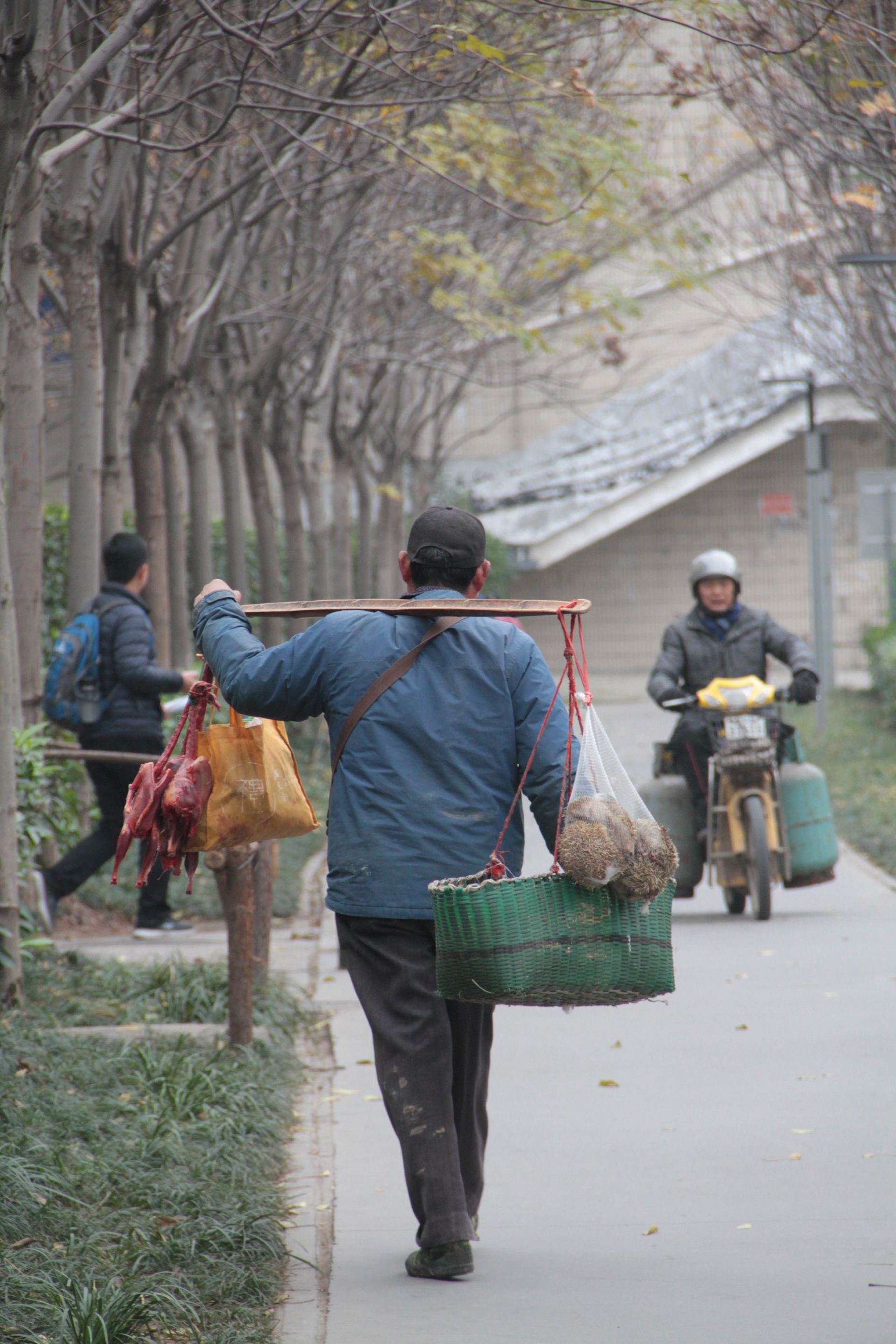 老汉挑担子沿街叫卖山鸡刺猬,路人被吓得躲着走