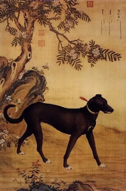 古代黄金犬图片