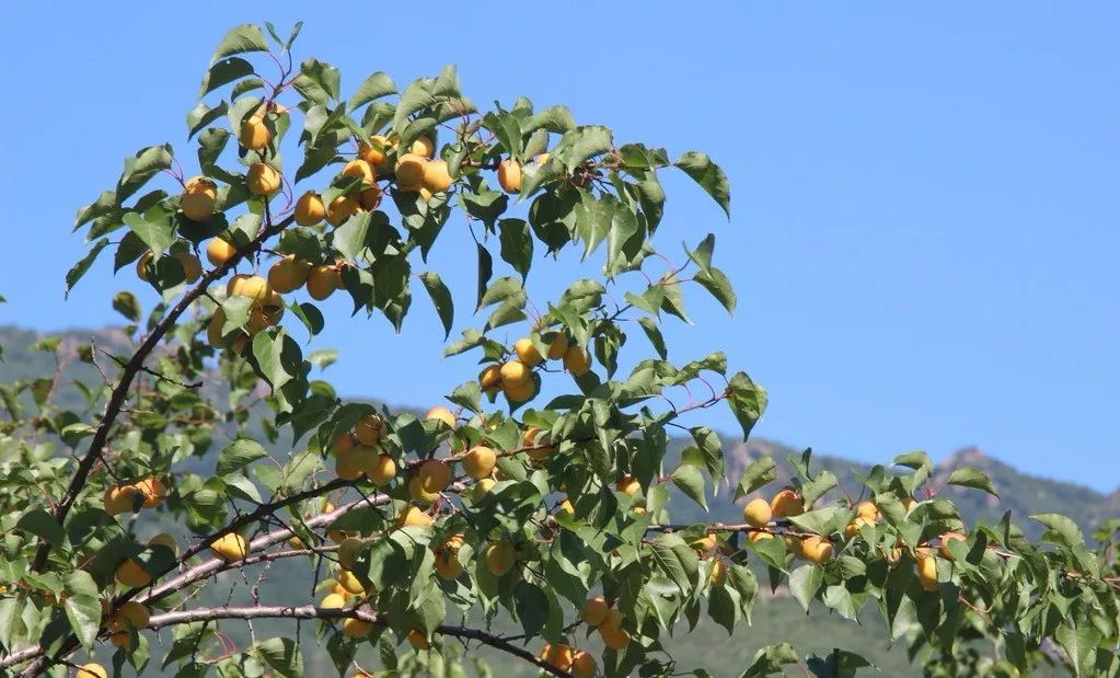 海原紅羊學區馬佔虎老師贊 石塘校園內五棵古杏樹,遊九彩坪拱北有感