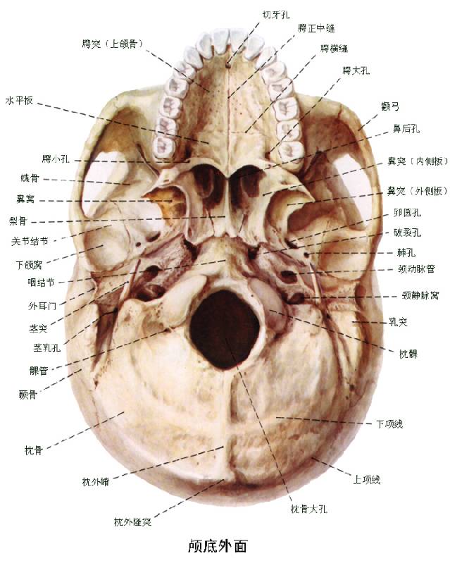 翼外板的解剖图图片