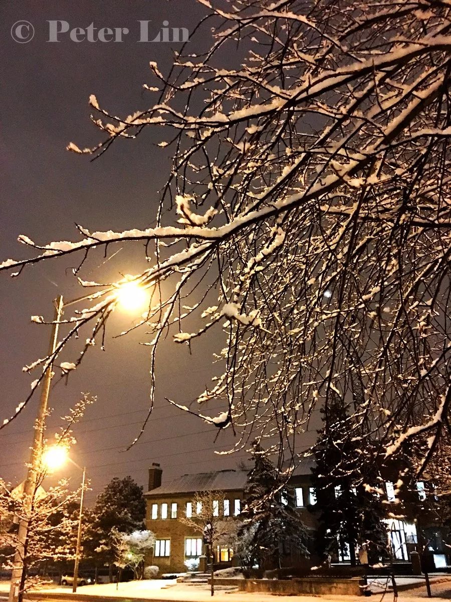 黃昏飄雪,今夜的多倫多美成一幅畫