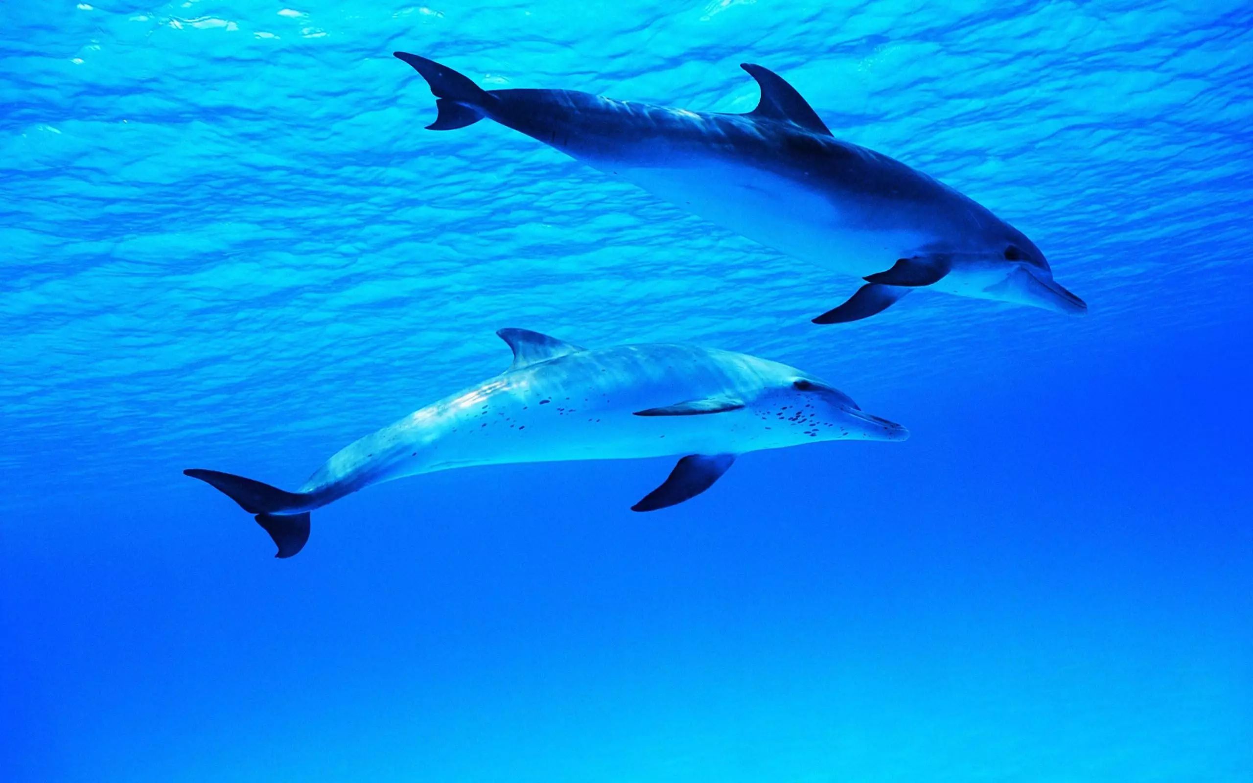 蓝色的海豚岛收获图片