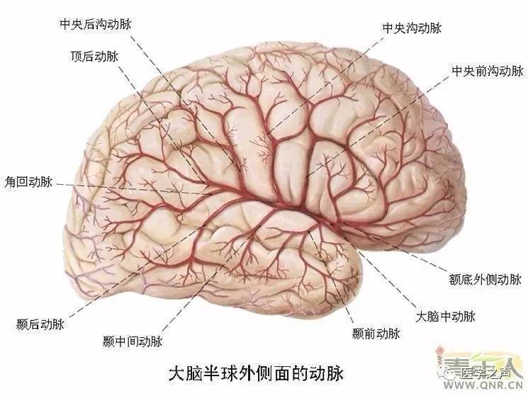 各種剖面圖海馬和穹窿基底核腦島小腦皮質結構神經分佈圖人腦區域圖磁