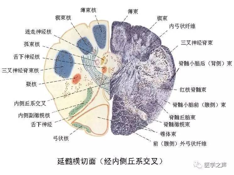 皮質結構神經分佈圖人腦區域圖磁共振成像&人腦模型對比大腦供血動脈