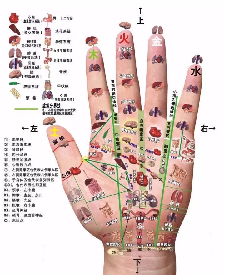 五个手指相图解图片