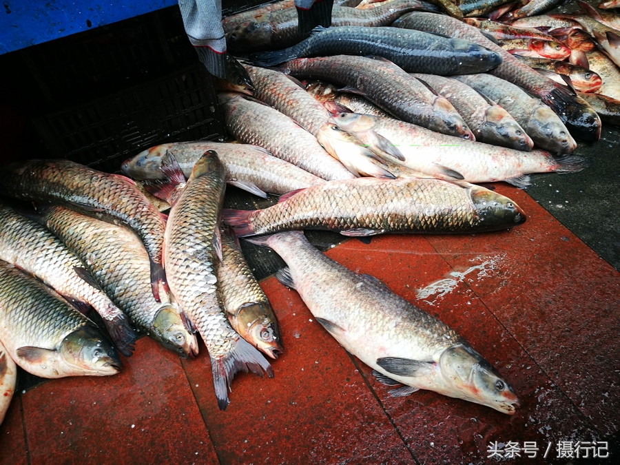 冬日农贸市场鱼摆地上卖草鱼胖头75元一斤鲢子鱼35元一斤