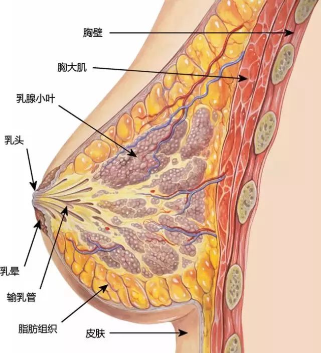 乳房是什么表面图片