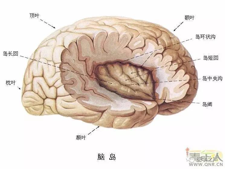 腦模型對比大腦供血動脈3d掃描ct成像腦室系統腦幹腦部神經系統是由腦