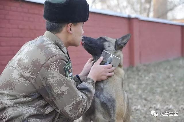 老兵电影队67退役军犬被贩卖别担心它们都住在这座疗养院