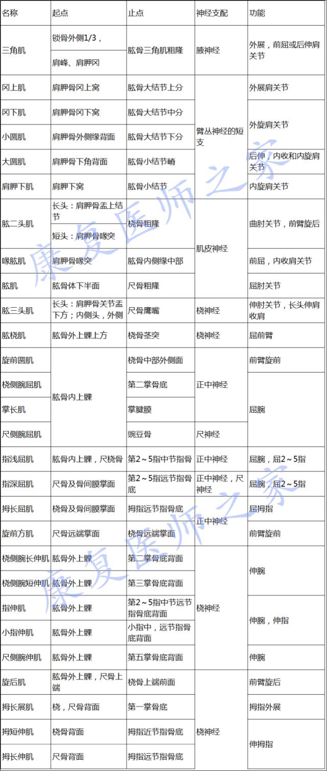 肌梭神经支配图片