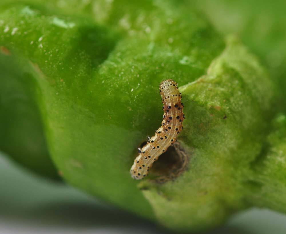 胎座,并在果内缀丝,排留大量粪便,使果实不能正常发育;烟青虫初孵幼虫