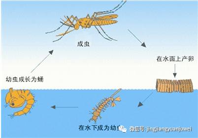 蚊虫属于完全变态昆虫,一生经过卵,幼虫(孑孓),蛹,成虫四个时期