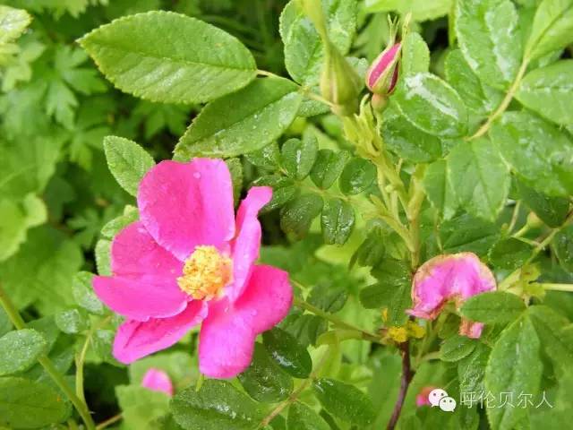 刺玫果系大興安嶺特產的野薔薇植物果實.