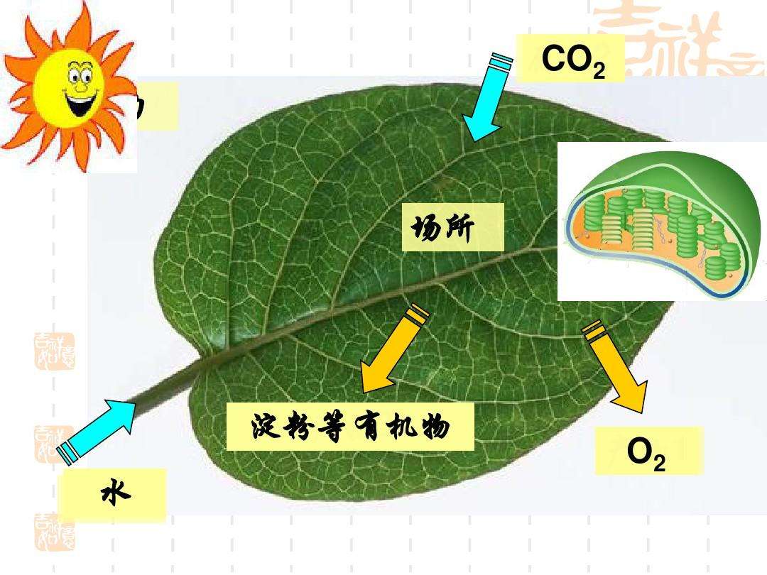 (1)由叶片气孔吸收空气中的二氧化碳,经光合作用转化为碳水化合物,再