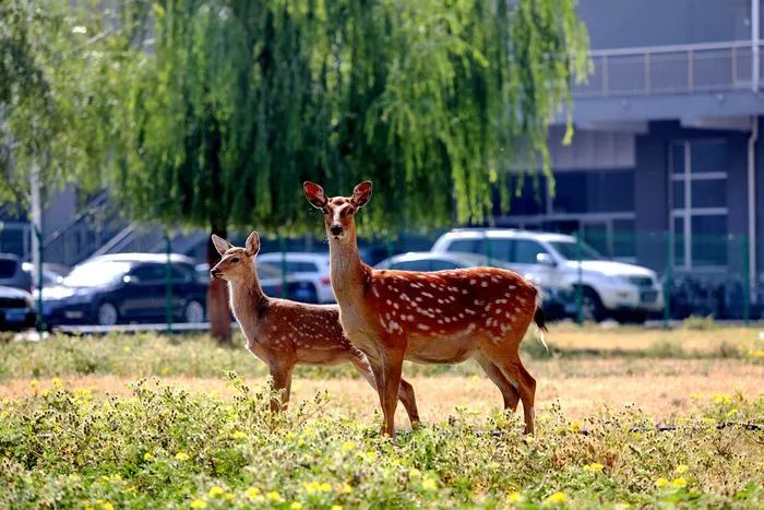 內蒙古科技大學校園裡的鹿會展中心達茂旗百靈廟鎮女兒山頂的抗日紀念