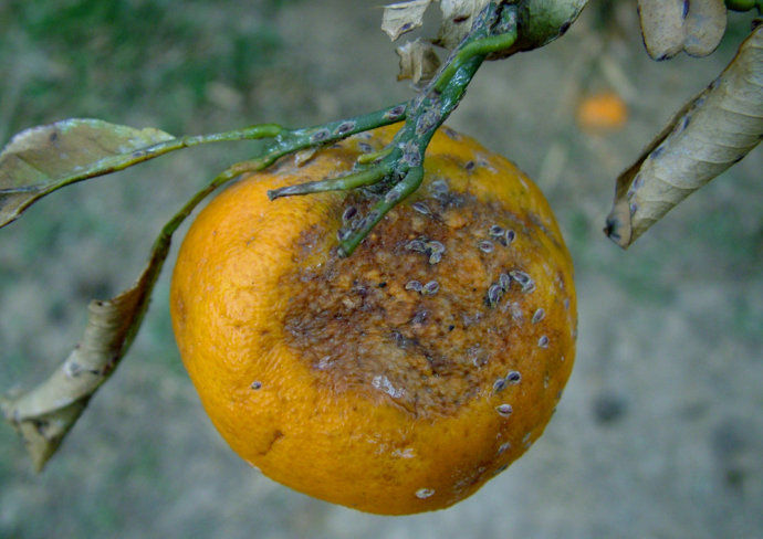 柑橘冻害症状图片图片