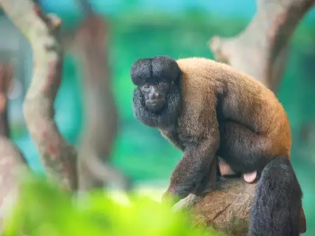 最強動物園|論鬍子,聖誕老人是比不過我們的