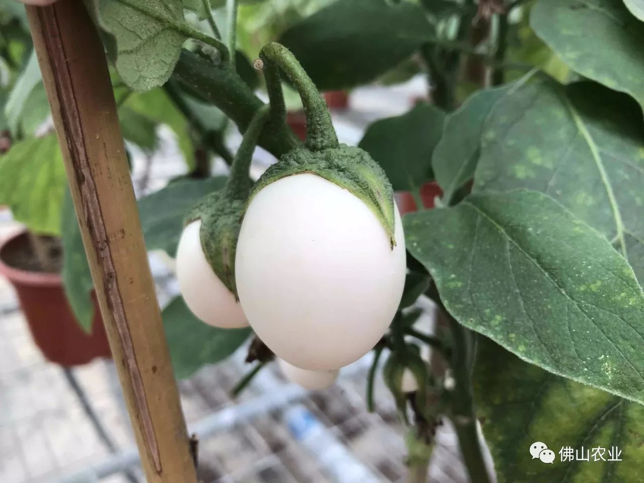 鸡蛋茄,一种新型的太空茄子,其种子经历太空之旅而基因变异,种出来