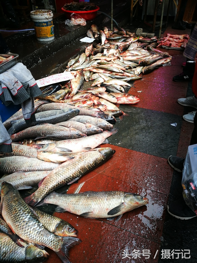 冬日农贸市场鱼摆地上卖,草鱼,胖头75元一斤,鲢子鱼35元一斤