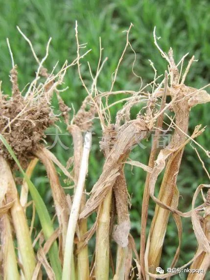 山东普创16种病害介绍小麦常见病害防治大全