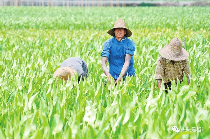 未来想在农村立足,想在农业上赚钱,就得认准这五个方向!