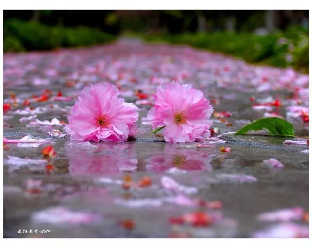 《桃花源记"忽逢桃花林,夹岸数百步,中无杂树,芳草鲜美,落英缤纷