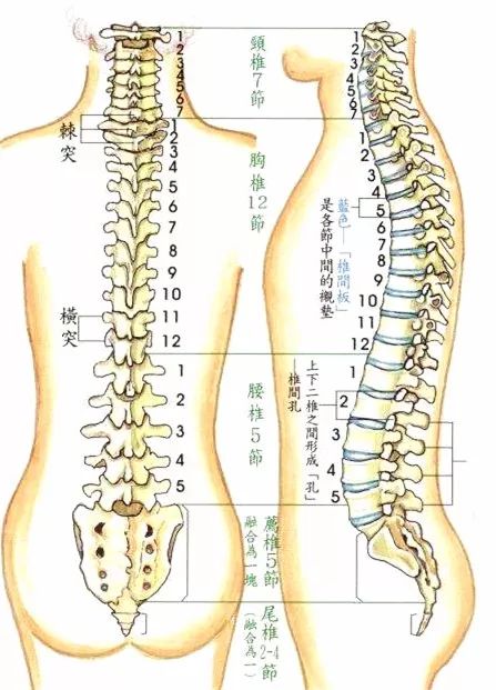 颈椎胸椎腰椎各几节图片