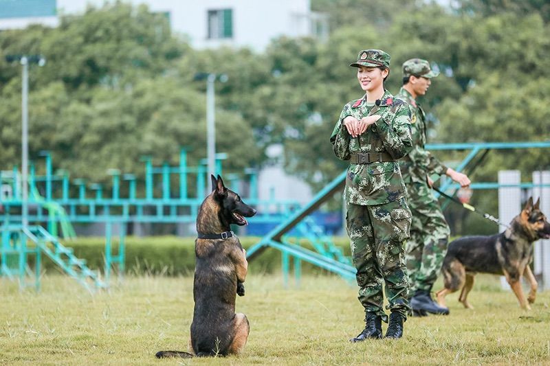 奇兵神犬都乐现状图片