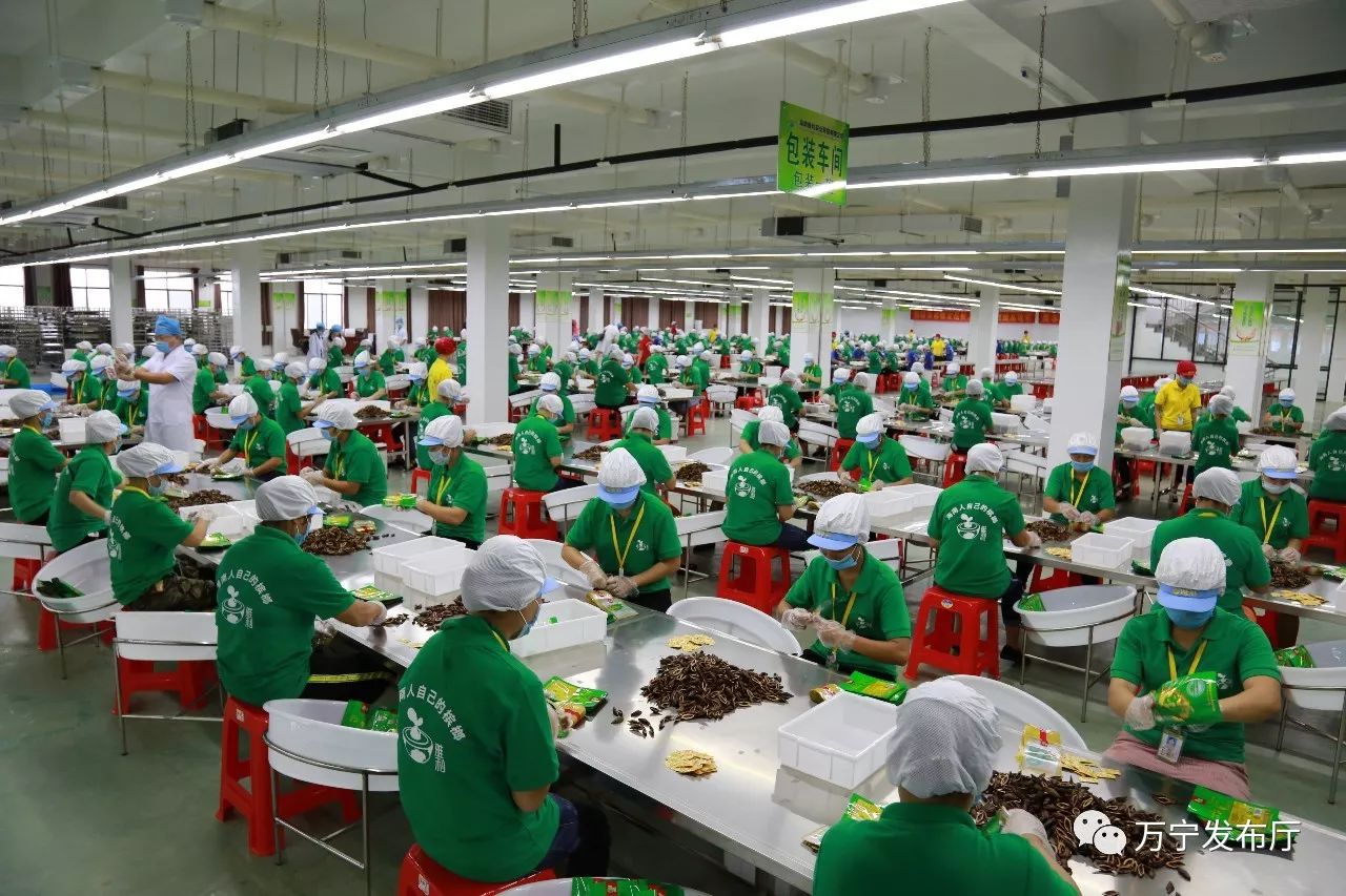 海南槟榔产业图片