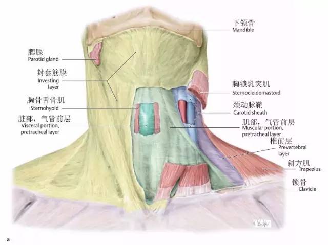 该筋膜并包绕胸锁乳突肌和斜方肌形成两个肌鞘,包绕腮腺和颌下腺,形成