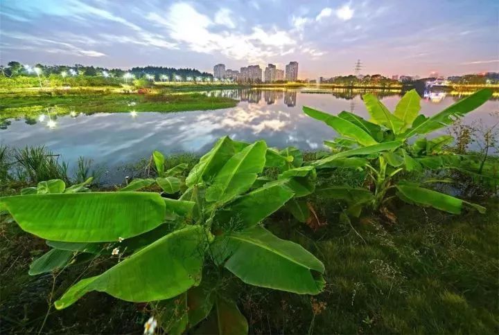 這裡是廣州第二個國家級溼地公園首先推薦你去花都湖公園坐地鐵來花都