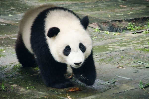 門票:58元/人,在市區直接導航公交路線就可以了 成都動物園