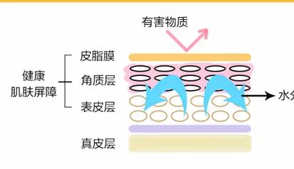 皮脂膜受損前↓不僅如此,隨著肌膚水份的流逝,它的新陳代謝也會逐漸