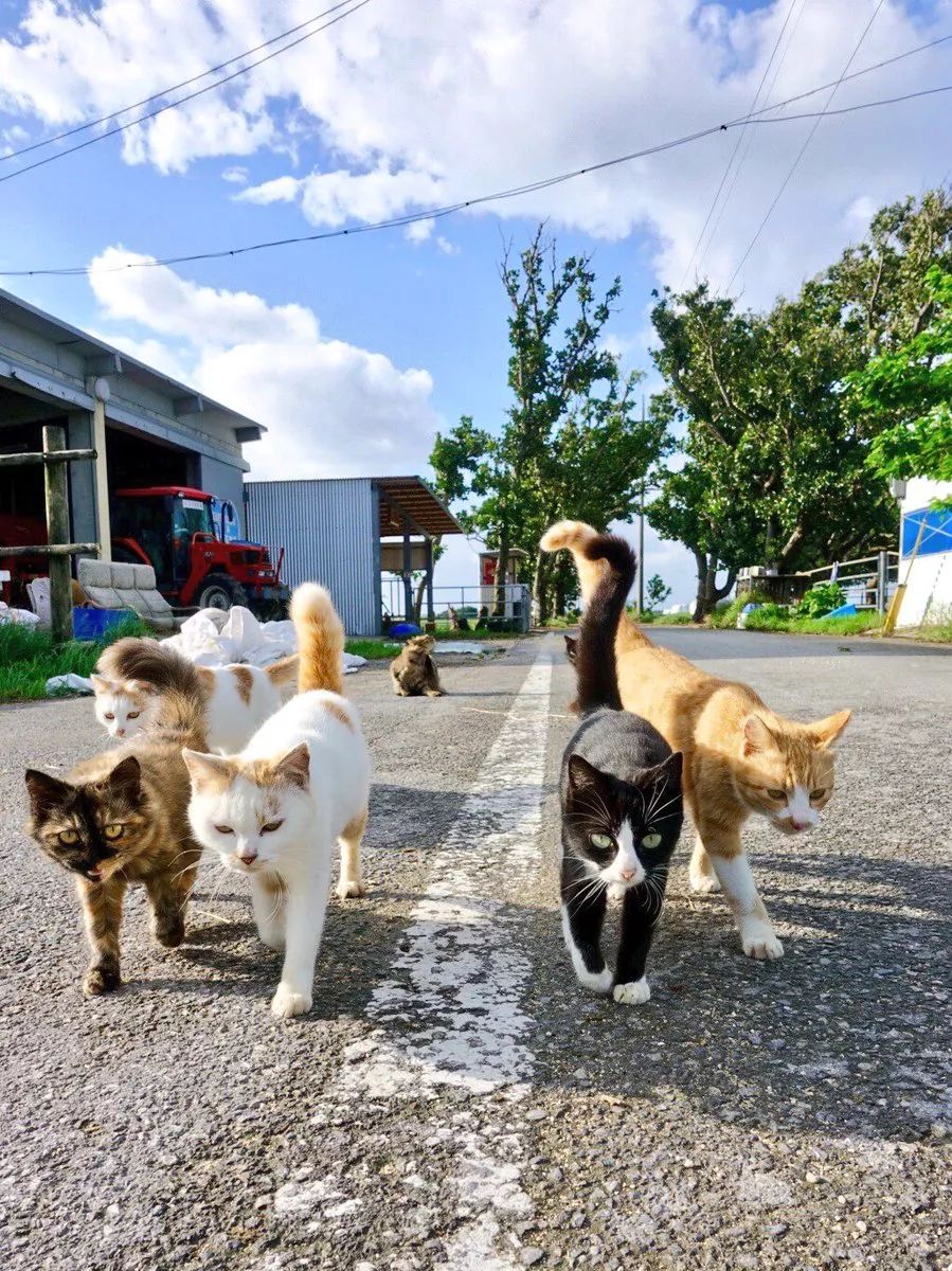 最新狂野猫片这群猫霸气得要上天了