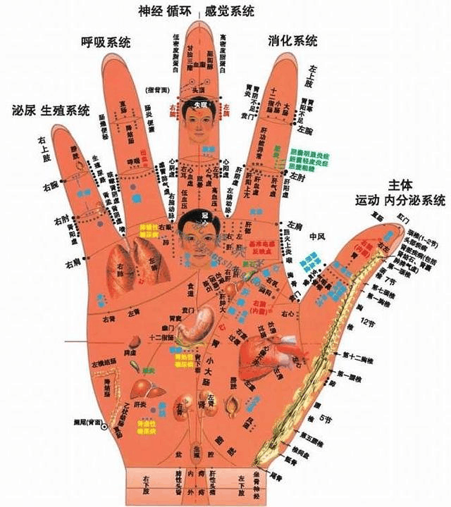 标准手诊图,手部全息反射区值得收藏!