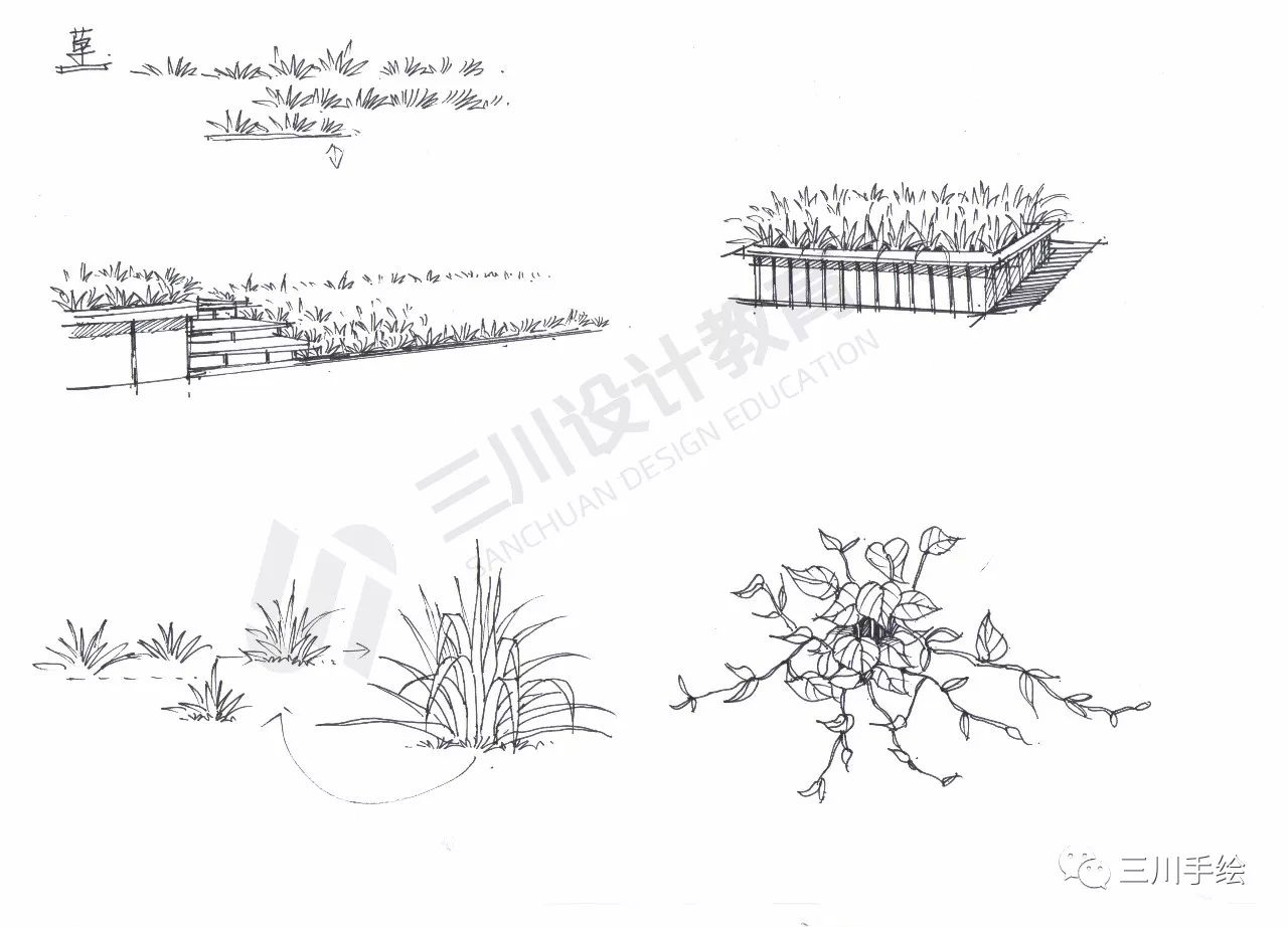 【手绘】10每日一绘· 地被植物手绘表现