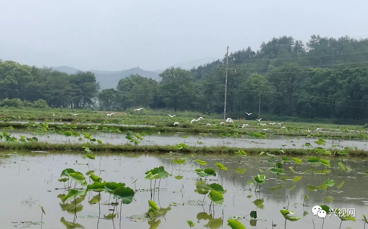 崇贤乡霞光村 小桥流水别有洞天.