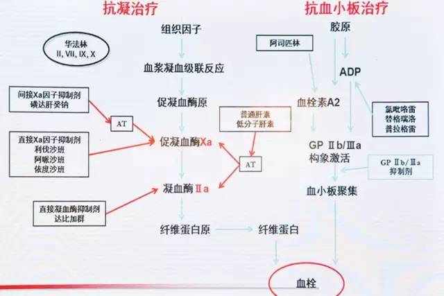 氯吡格雷:遵醫囑用藥,為何會出現致命事件?