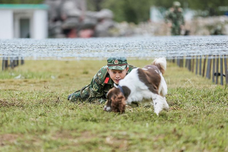 赵一诺 警犬图片