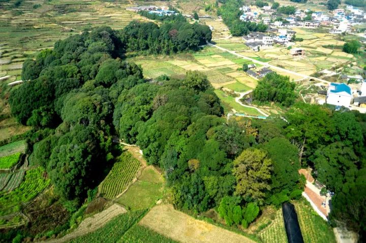 林内群落乔木层以米槠(当地俗称圆子树,圆子山也由此得名)为主,间有