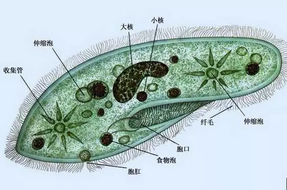 生物中常考的动物 植物 微生物 都长啥样 18高考理科生看看